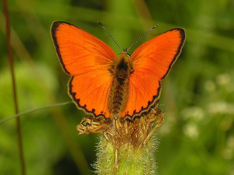 Czerwończyk dukacik (Lycaena virgaureae)