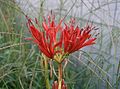 Lycoris radiata