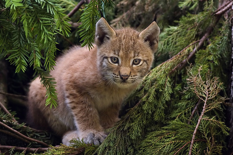 File:Lynx kitten-2.jpg