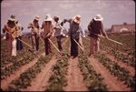 Thumbnail for File:MIGRANTS WEED SUGAR BEETS FOR $2.00 AN HOUR - NARA - 543858.tif