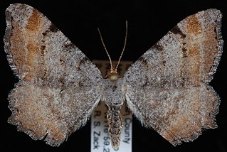 <i>Macaria adonis</i> Species of moth