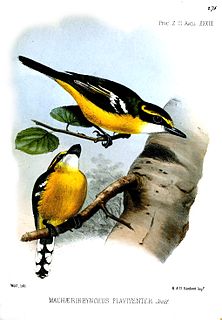 <i>Machaerirhynchus</i> Genus of birds