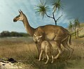 Macrauchenia, South America's last and largest litoptern, may have had a short saiga-like trunk or moose-like nostrils.[114][115]