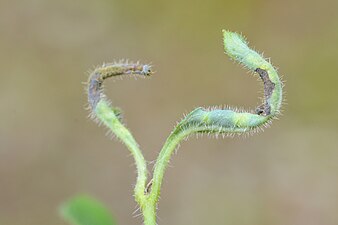 Macrolabis lonicerae on Lonicera periclymenum