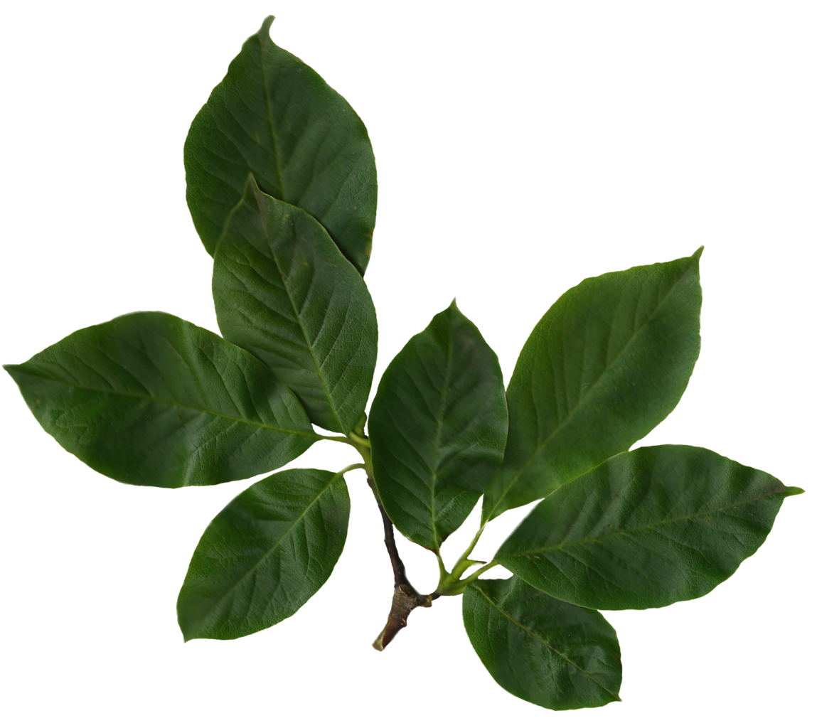 transparent leaf png