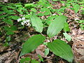 Maianthemum japonicum Fukushima city, Fukushima pref., Japan