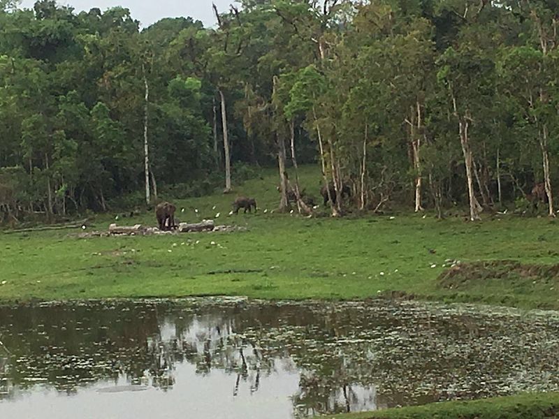 File:Majestic Elephants.jpg