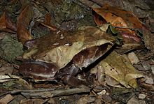 Malayan Leaf Frogs (Megophrys nasuta) (8746973675).jpg