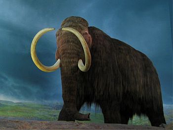 Mamut: Egykori elterjedésük, Kialakulásuk, fejlődésük, Rendszerezés