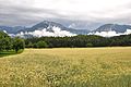 English: Barley field, in the background the Ferlacher Horn (left hand) and the Singerberg (right hand) Deutsch: Gerstenfeld, im Hintergrund das Ferlacher Horn (links) und der Singerberg (rechts)