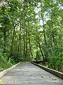 Alder trees