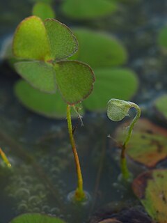 <i>Marsilea drummondii</i> Species of plant in the family Marsileaceae