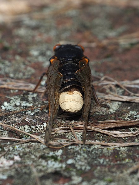 File:Massospora cicadina 134742368.jpg