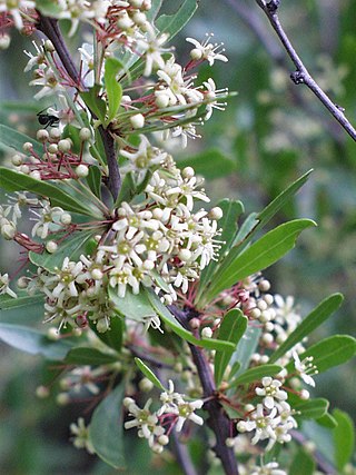 <i>Gymnosporia tenuispina</i> Species of flowering plant