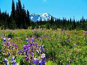 Wildflower meadows