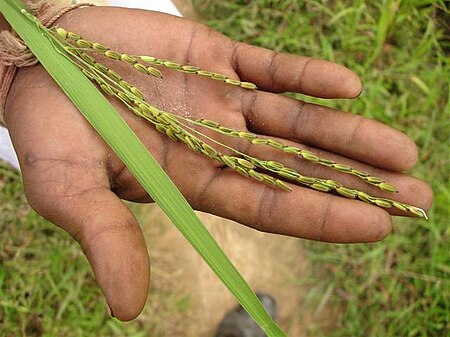 Medicinal Rice.jpg