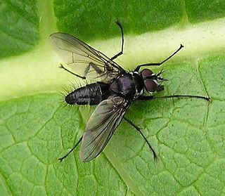 <i>Medina</i> (fly) Genus of flies