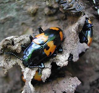 <i>Megalodacne</i> Genus of beetles