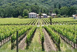 A vineyard in Mendocino County