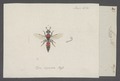 Meria - Print - Iconographia Zoologica - Special Collections University of Amsterdam - UBAINV0274 043 05 0012.tif