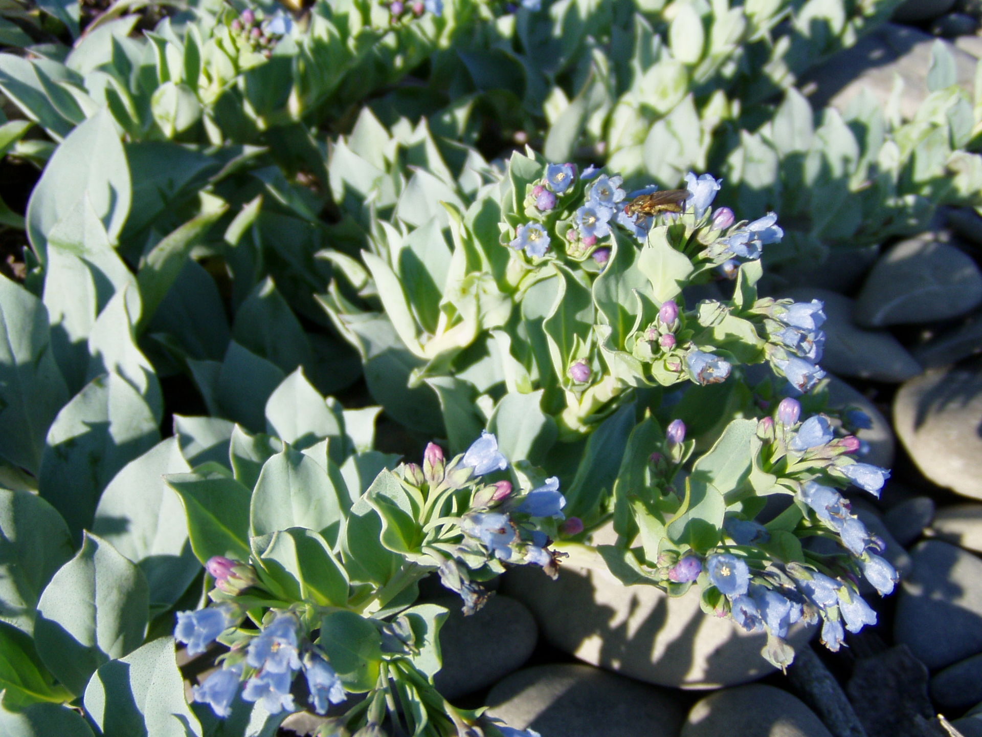 Mertensia maritima jardiland