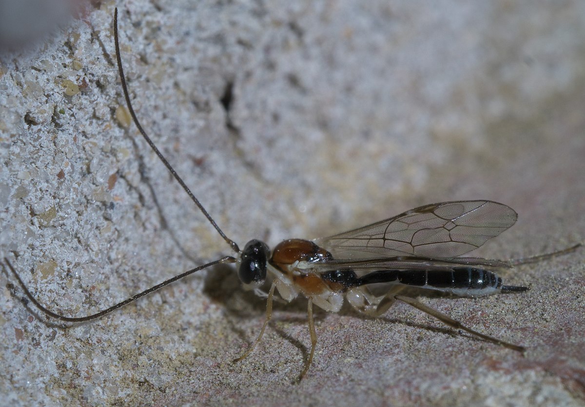 Род ос 5 букв. Ихневмон Оса. Mesochorus Stigmator. Ichneumonidae. Мезохоры это.