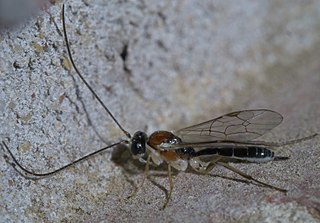 <i>Mesochorus</i> Genus of wasps