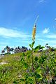 Crotalaria pallida var. obovata