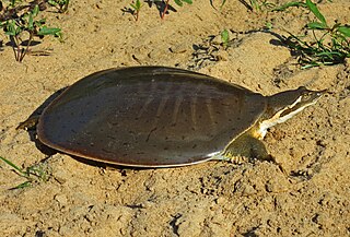 <span class="mw-page-title-main">Smooth softshell turtle</span> Species of turtle