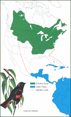 American Redstart