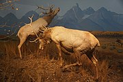 Montane Forest: American Elk