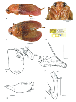 Mioscarta ferruginea