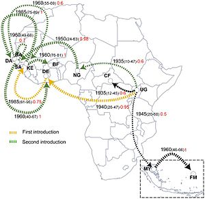Предполагаемая история распространения вируса Зика по Африке[16].