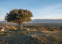 Montes de Vitoria - Quercus ilex 01.jpg