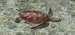 Tortuga Eretmochelys imbricata en la Isla de Moorea