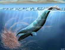 Life restoration Morenocetus restoration.png