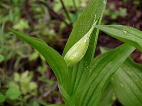 Cypripedium montanum