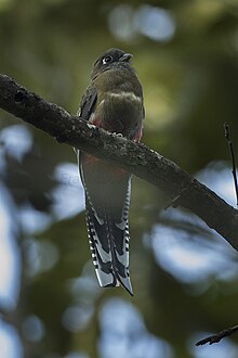 The female is less colorful than the male. Mountain Trogon fem - Mexico S4E0747 (16120203108).jpg