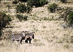 Thumbnail for Mountain Zebra National Park