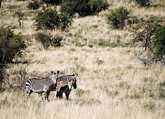 Mountain Zebra Nationalpark