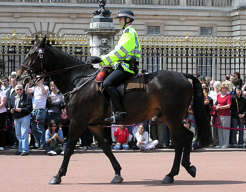 Horse cop