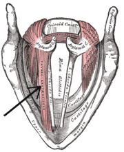 Opis obrazu Musculusthyreoarytenoideus.png.