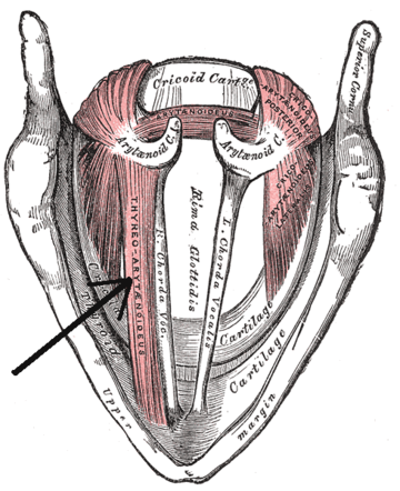 Muscolo tiroaritenoideo