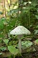 Mushroom -Amanita sp. (29653744675).jpg