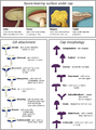 Image 45Morphological characteristics of the caps of mushrooms (from Mushroom)