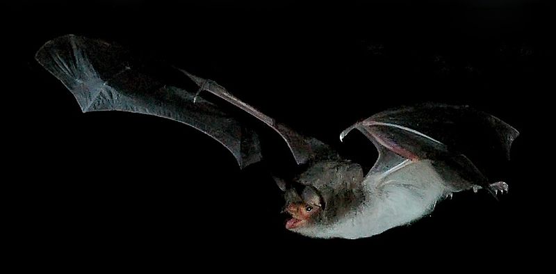 File:Myotis capaccinii 0105b cropped.jpg