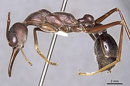 Myrmecia erecta