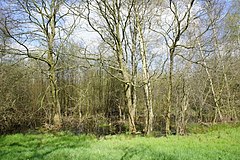 The bog in spring