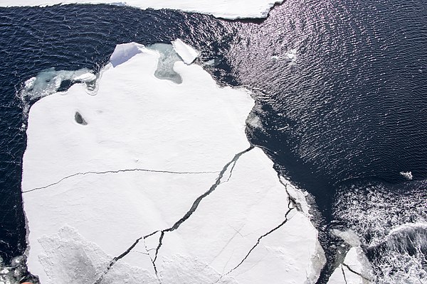 Sea ice reflects 50% to 70% of incoming sunlight, while the ocean, being darker, reflects only 6%. As an area of sea ice melts and exposes more ocean,