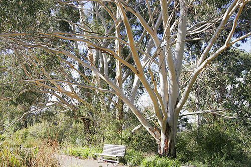 Australian National Botanic Gardens things to do in Nanima NSW